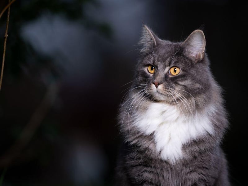 The Maine Coon is well-natured, gentle and a tolerant breed which can easily adapt to the needs of others, such as children.