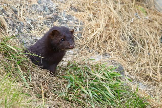 American Mink first started breeding in Scotland in the 1960s after a number of escapes from commercial fur farms. PIC: Nick Kashenko - stock.adobe.com.
