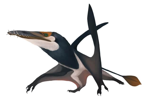 The unique species of Jurassic-era pterosaur discovered has been named 'Dearc sgiathanach' by scientists. Image: Natalia Jagielska