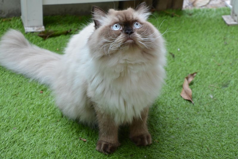 This mixed breed cat has incredibly long hair and comes in many different colours and patterns.