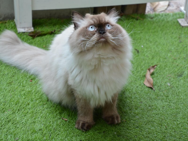 This mixed breed cat has incredibly long hair and comes in many different colours and patterns.