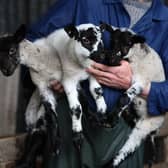 A farmer holding young lambs at his farm near Denny (Andrew Milligan/PA)