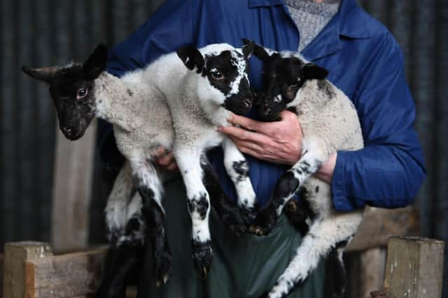 A farmer holding young lambs at his farm near Denny (Andrew Milligan/PA)