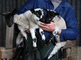 A farmer holding young lambs at his farm near Denny (Andrew Milligan/PA)