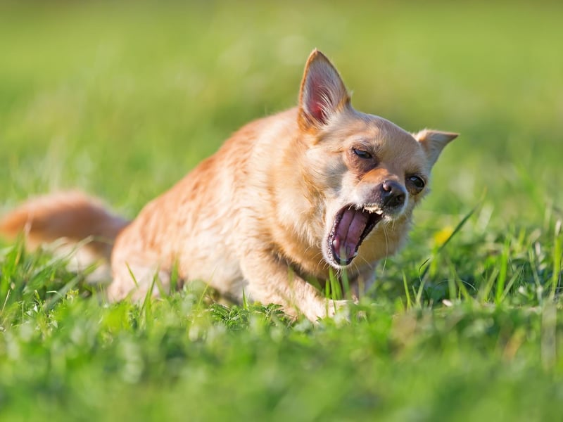 Starting with the noisiest breeds and the tiny Chihuahua. A big dog in a small dog's body, it's not unusual for this breed to bark pretty much continuously - often for no other reason than they are bored.
