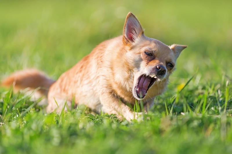 Starting with the noisiest breeds and the tiny Chihuahua. A big dog in a small dog's body, it's not unusual for this breed to bark pretty much continuously - often for no other reason than they are bored.