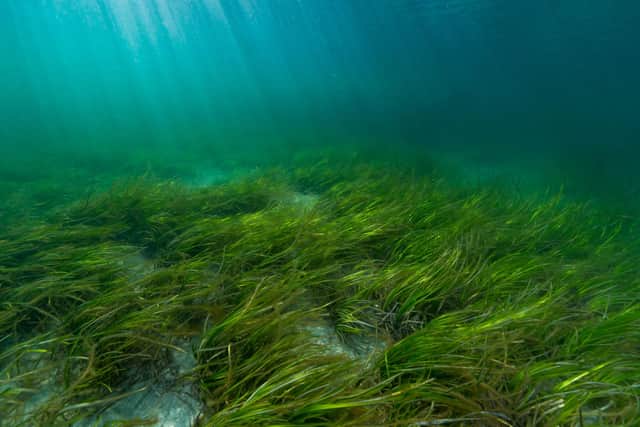 Over the course of the Forth Restoration project, which runs over three years, around four hectares of seagrass meadows will be restored and 30,000 oysters introduced in the estuary