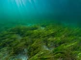 Over the course of the Forth Restoration project, which runs over three years, around four hectares of seagrass meadows will be restored and 30,000 oysters introduced in the estuary