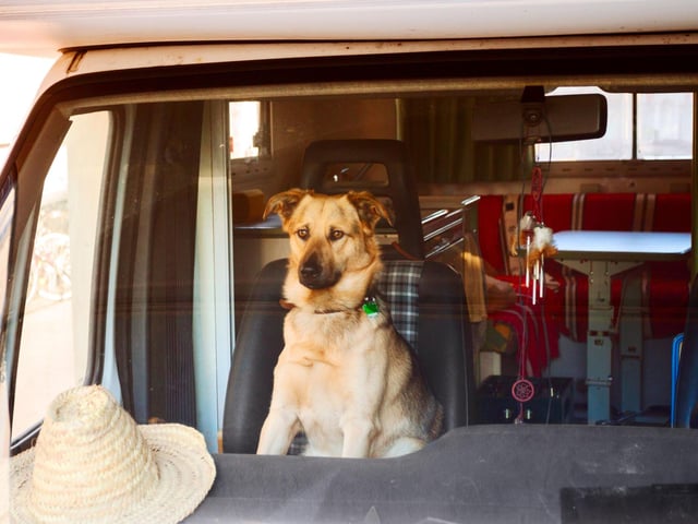 Think about what your dog likes and dislikes - If they are not happy sitting in a crowded coffee shop, find a quieter place where they feel safe and less hemmed in.