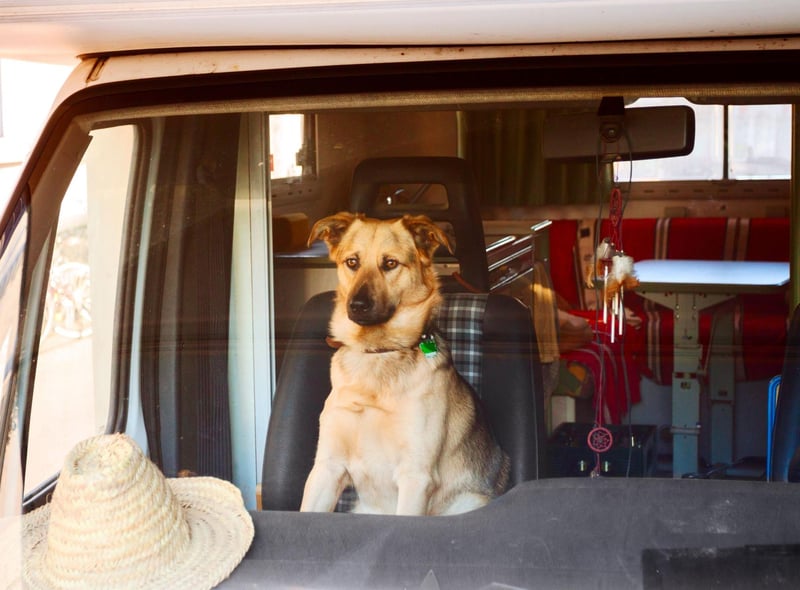Think about what your dog likes and dislikes - If they are not happy sitting in a crowded coffee shop, find a quieter place where they feel safe and less hemmed in.