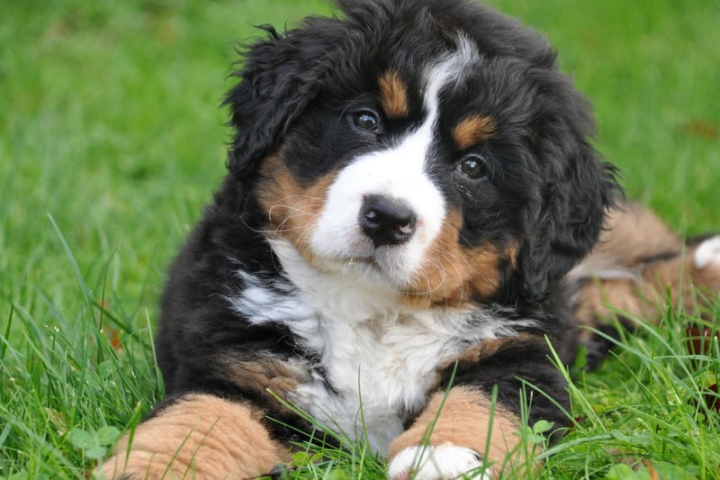 Not only are Bernese Mountain Dogs absolutely gorgeous, they are also fiercely loyal and tend to only bark when a family member is at risk, or another good reason.