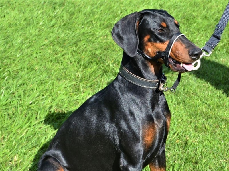 Dobermanns, also known as Doberman Pinschers, complete the top five of most obedient dogs. They make great guard dogs and are incredibly loyal.