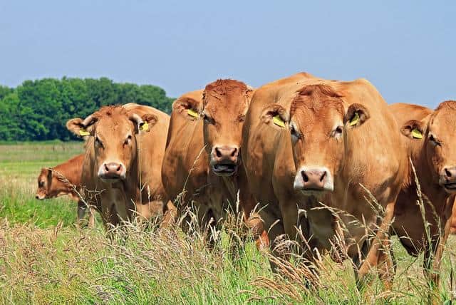Cattle