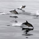 Common dolphins were the second most abundant species across the UK, seen 274 times, including groups of up to 200 individuals