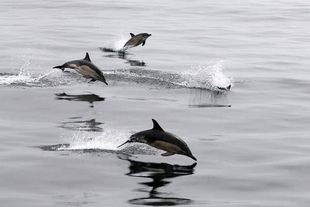 Common dolphins were the second most abundant species across the UK, seen 274 times, including groups of up to 200 individuals