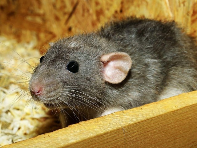 The may not have the best reputation, but rats can make great pets. 0.4 per cent of UK households have got beyond the negative preconceptions and have welcomed one of these highly intelligent animals into their family.