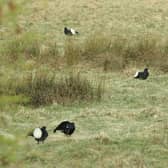 Patrick Laurie fears it may be too late to save black grouse in Southern Scotland