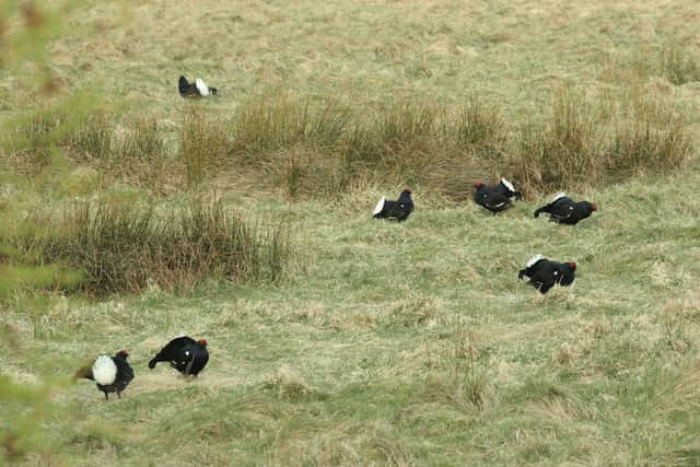 Patrick Laurie fears it may be too late to save black grouse in Southern Scotland