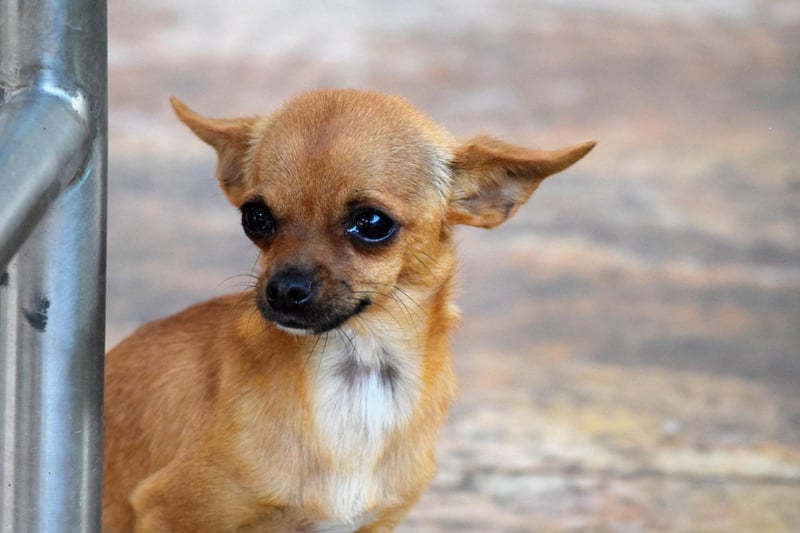 Chihuahuas are perfect dogs for those living in flats but they really hate being left alone. A Chihuahuas missing human company can become destructive or even aggressive when left behind at home.