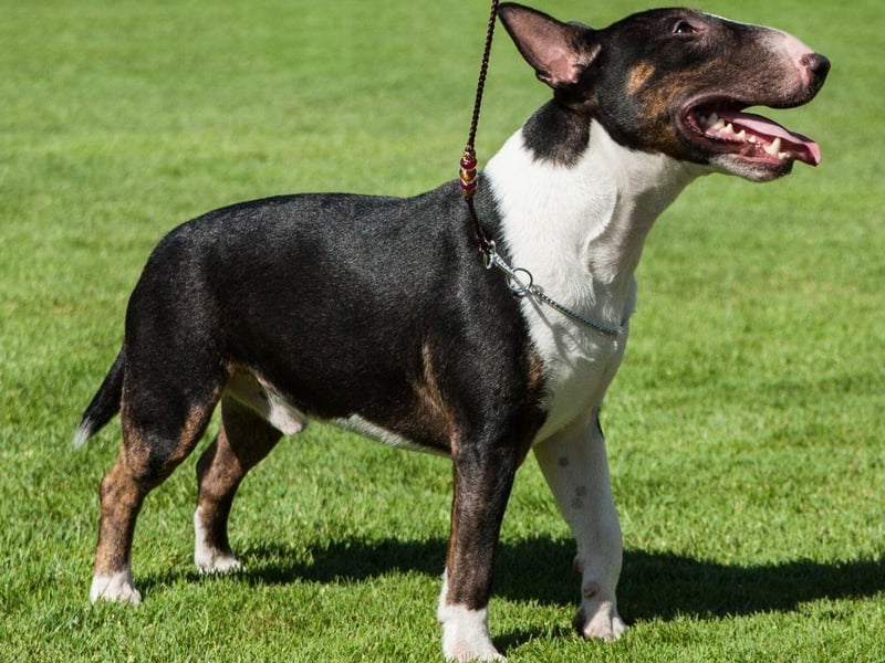First documented in 1872, the Miniature Bull Terrier - as the name suggests - is simply a smaller version of the Bull Terrier. To keep the breeds distinct the Kennel Club have strict rules concerning interbreeding.