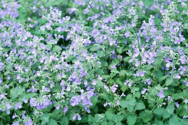 Best kept away from feline friends who like to eat it before it has time to flower, you may find catmint labelled ‘Nepeta’. Two common varieties are Walker’s Low and Six Hills Giant. It grows to around 45 cm tall and forms a low, loose mound of foliage. Let your catmint flower in summer and then cut back to the base around July as it starts to become straggly. It will then sprout again from the base.