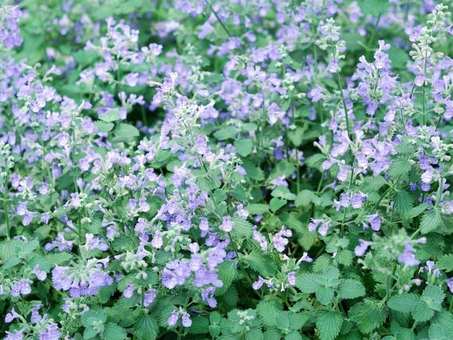 Best kept away from feline friends who like to eat it before it has time to flower, you may find catmint labelled ‘Nepeta’. Two common varieties are Walker’s Low and Six Hills Giant. It grows to around 45 cm tall and forms a low, loose mound of foliage. Let your catmint flower in summer and then cut back to the base around July as it starts to become straggly. It will then sprout again from the base.