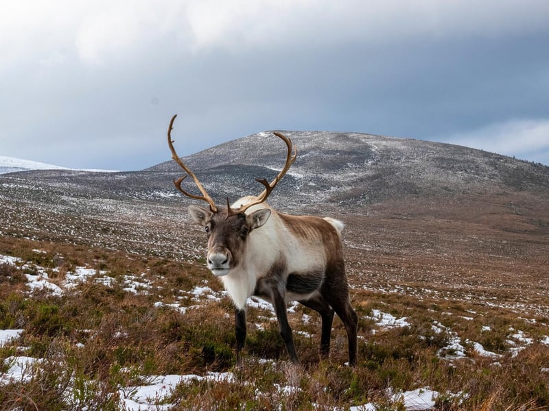 The Cairngorms are Great Britain’s largest national park and are a unique patchwork of habitats, protecting some of the UK’s most endangered species, including the wildcat. The mountain range is also the most southerly site in Europe visited by the Arctic Snow Bunting. As well as being a haven for wildlife, the national park is home to a large portion of the native Caledonian Forest, an ancient expanse of Caledonian pine trees. This importance to native flora and fauna would make the Cairngorms National Park warrants World Heritage status.