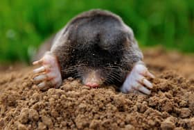 Moles are highly adapted for a life spent largely underground (Picture: Philippe Huguen/AFP/GettyImages)
