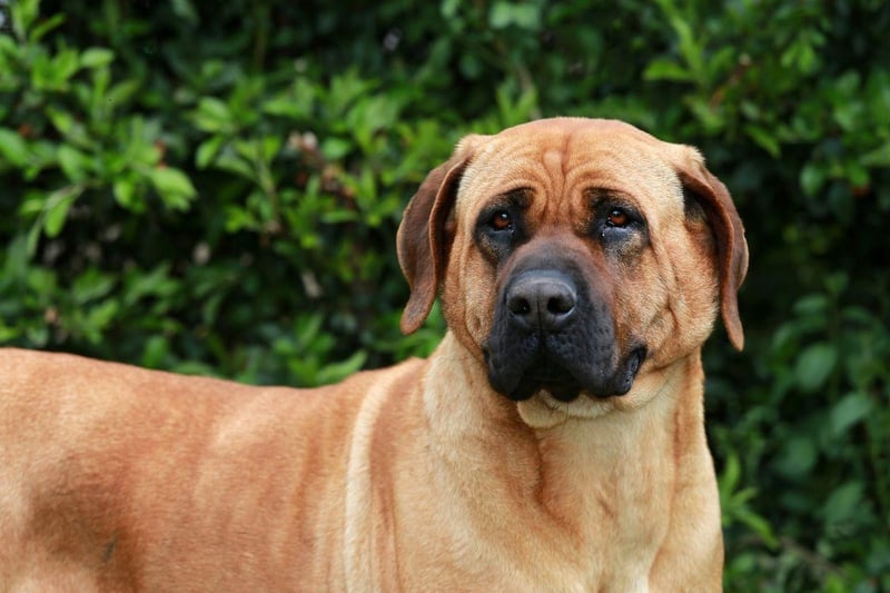 Another breed banned in the UK, the Japanese-born Tosa Inu is a dog that was bred for fighting, with a fearsome bite. Like all dogs, they can become gentle family pets if properly trained, but it's a serious challenge to do so, and there's alway a chance that they could deliver a nasty bite if scared or anxious.