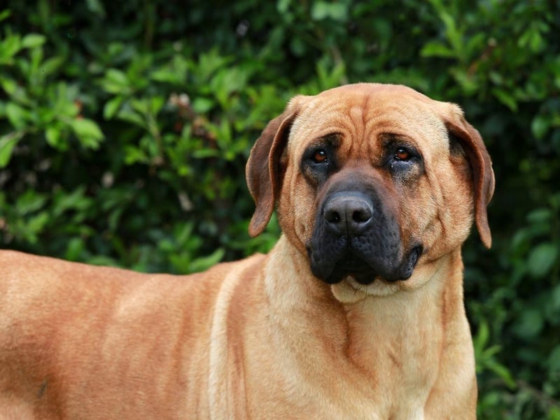 Another breed banned in the UK, the Japanese-born Tosa Inu is a dog that was bred for fighting, with a fearsome bite. Like all dogs, they can become gentle family pets if properly trained, but it's a serious challenge to do so, and there's alway a chance that they could deliver a nasty bite if scared or anxious.