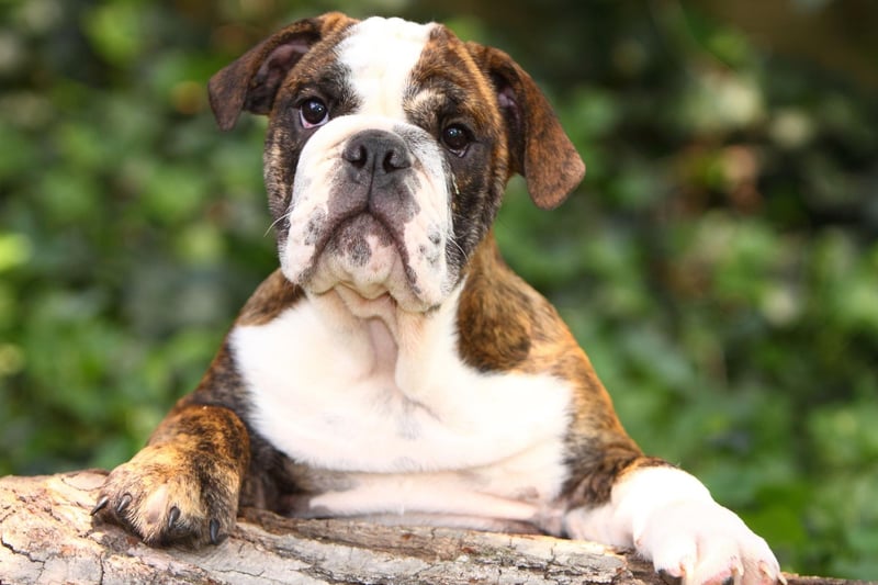 Bentley is the fourth most popular name with Bulldog owners. It's a name that originated in England and means 'meadow with coarse grass'.
