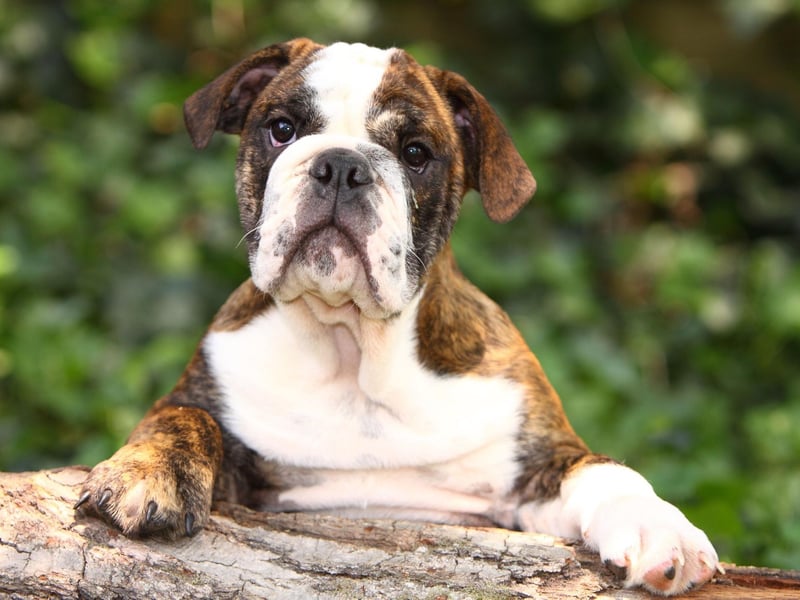 Bentley is the fourth most popular name with Bulldog owners. It's a name that originated in England and means 'meadow with coarse grass'.