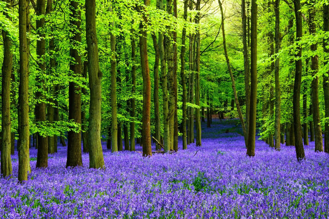 Carpets of bluebells flowering on forest floors are one of Scotland's most spectacular botanical sights. They flower at slightly different times each year but tend to be out by the end of April. Most areas of Scotland have a bluebell wood close by.