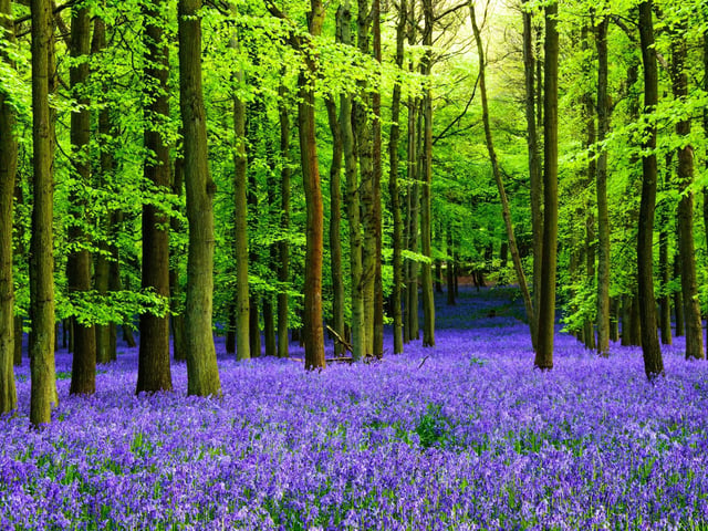 Carpets of bluebells flowering on forest floors are one of Scotland's most spectacular botanical sights. They flower at slightly different times each year but tend to be out by the end of April. Most areas of Scotland have a bluebell wood close by.