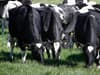 Scottish farmers welcome new legislation to improve dairy contracts after decade of campaigning