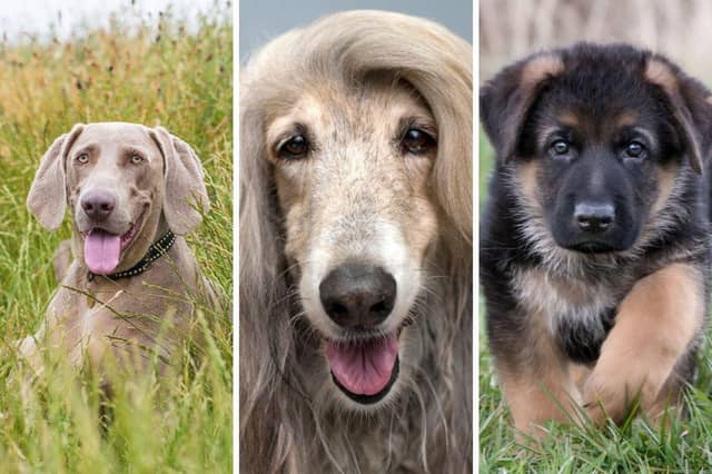 Some breeds of dog are best dealt with by experienced owners only.