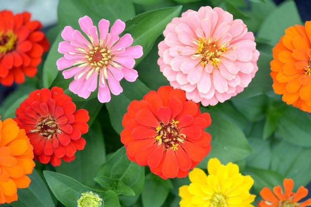 If you get a bunch of zinnias this year there's no need to ensure it's kept out of reach of curious paws.
