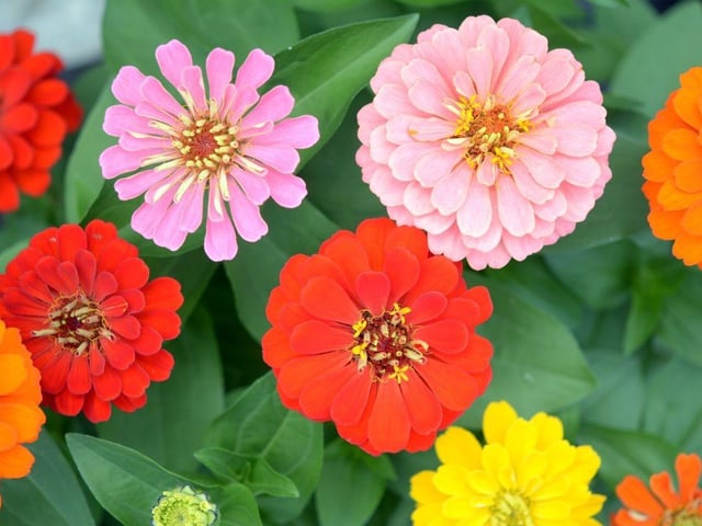 If you get a bunch of zinnias this year there's no need to ensure it's kept out of reach of curious paws.