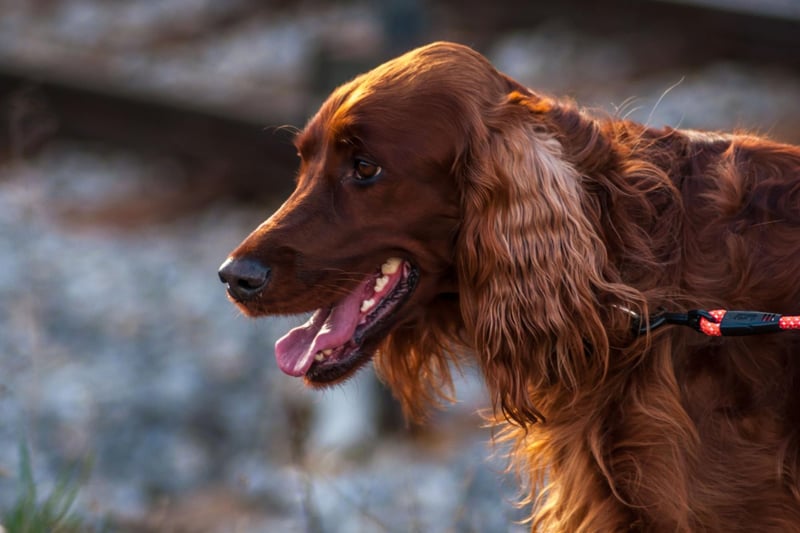 The noble-looking Irish Setter is an outgoing and sweet-natured breed that loves big long walks and plenty of cuddles.