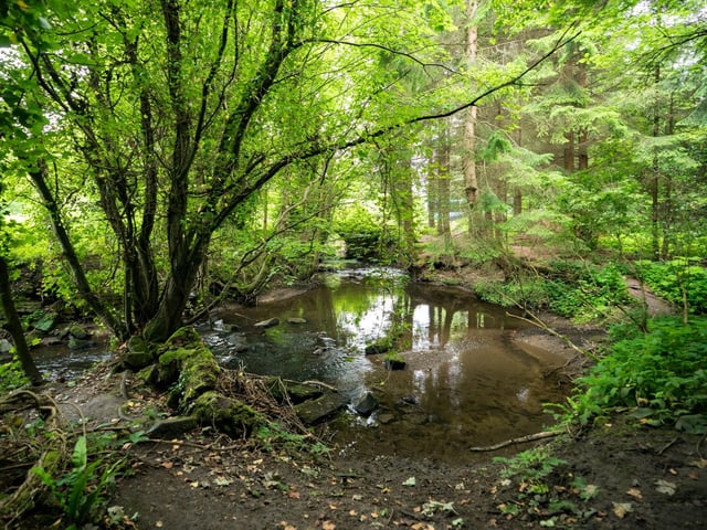 The Scots Pine trees of Devilla, near Culross in Fife, are a perfect habitat for red squirrels, so keep an eye out for one of Scotland's most iconic - and cute - creatures. There are also four lochs to explore and miles of walking trails.