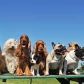 These are the most popular dogs breeds according to the Kennel Club.