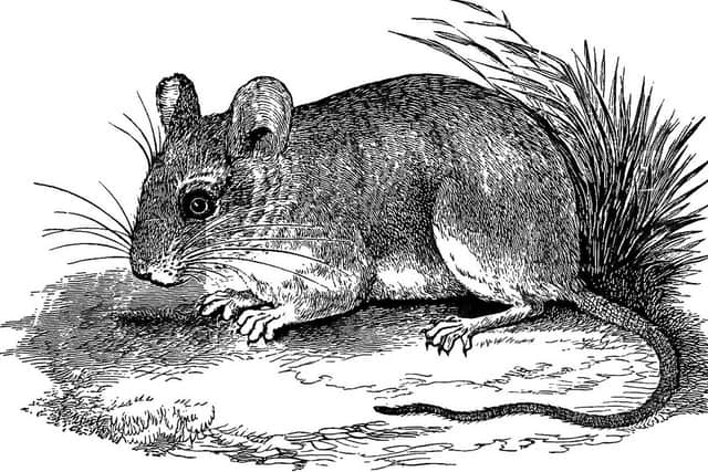 To A Mouse, which explore man's impact on the natural environment and the fate of all living things, has been named as the favourite Scots poem.