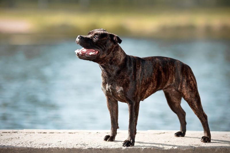 Just missing out on a place in the top five Staffy names is Reggie. It's a shortened version of the English name Reginald, meaning 'mightly counsellor'.