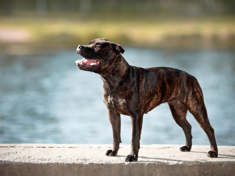 Just missing out on a place in the top five Staffy names is Reggie. It's a shortened version of the English name Reginald, meaning 'mightly counsellor'.