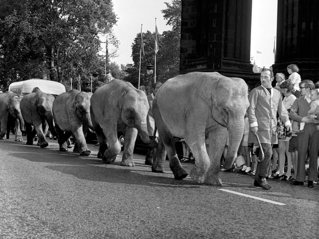 The Elephant Walk - elephants from Robert Brothers' circus link trunks and tails in the procession along Princes Street in September 1971.