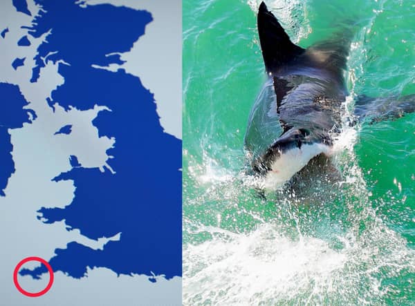 After being bitten by a Shark in British waters, the female swimmer was met by paramedics at Penzance Harbour in Cornwall.