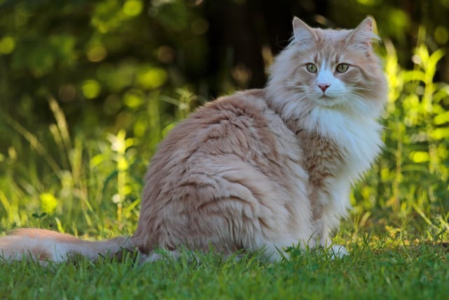 The name Ziggy is a great name for a cat - especially if you're a household of David Bowie fans.