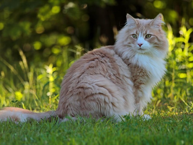 The name Ziggy is a great name for a cat - especially if you're a household of David Bowie fans.