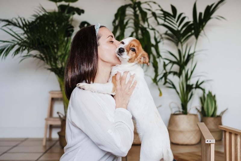The Jack Russell will display their deep affection for their owners in three distinct ways - by diligently following them around, by snuggling in whenever possible, and by being protective when it comes to strangers.