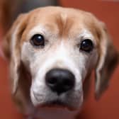 The meat that goes into pet food may not have been produced to high welfare standards (Picture: Jamie McCarthy/Getty Images)